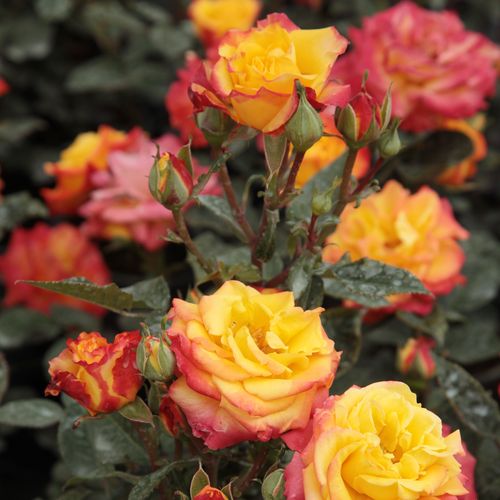 Rosa Rumba ® - rot-gelb - floribundarosen
